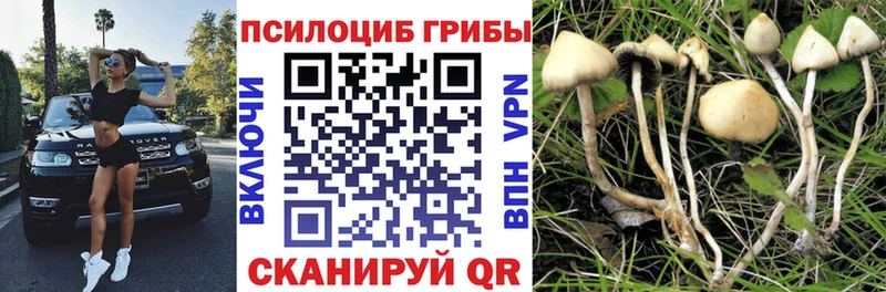 Псилоцибиновые грибы Cubensis  блэк спрут зеркало  Бавлы 